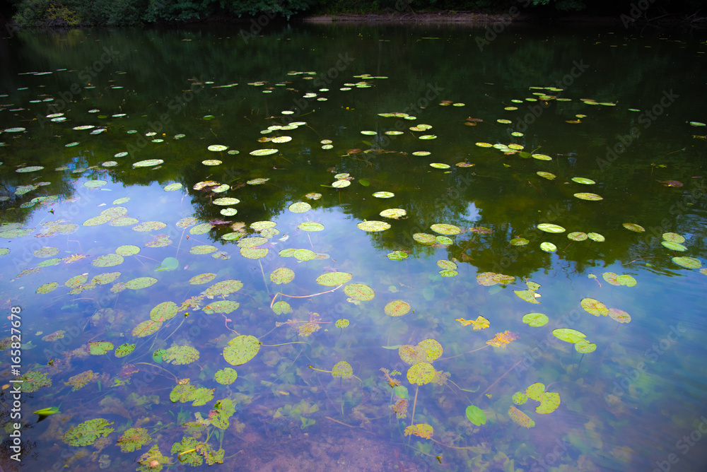 Seerosen Spiegelung Seerosen Spiegelung