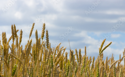 Spikes on the background of the sky