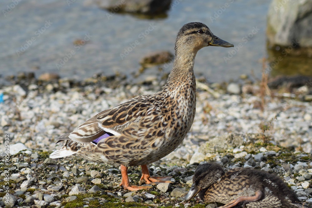 mother duck mother duck