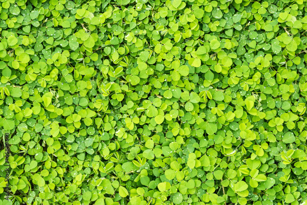 Greenery background. Greenery background.
