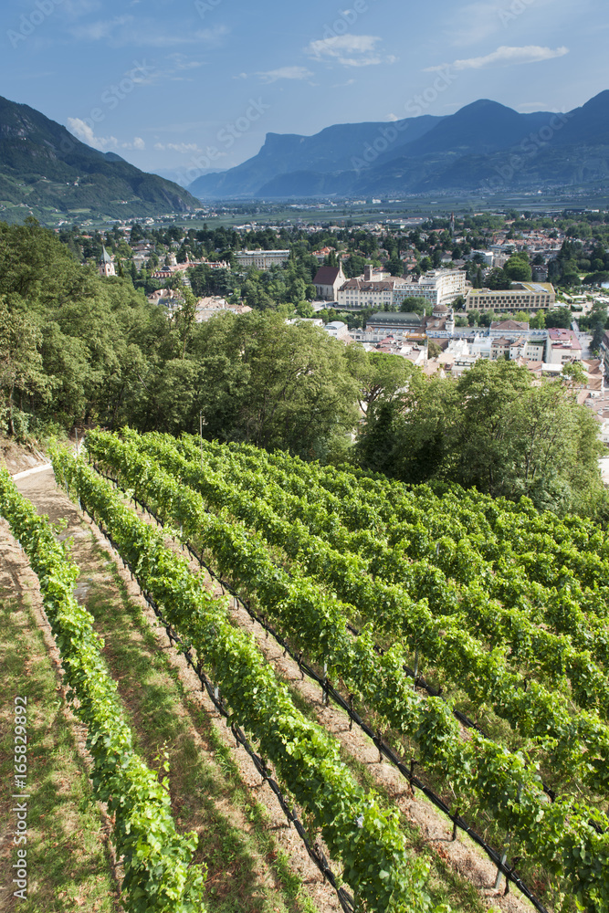 Overview Merano in the middle of mountains and apple plantages