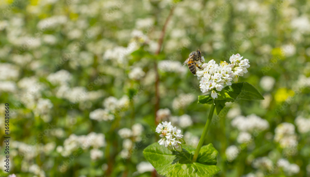 The Macro photo of White Buckwheat flowers