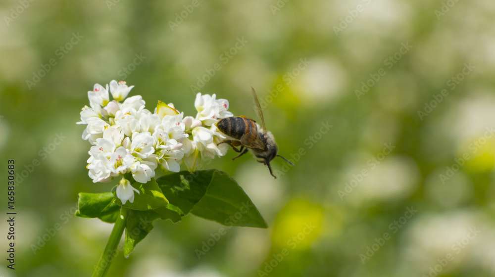 The Macro photo of White Buckwheat flowers The Macro photo of White Buckwheat flowers