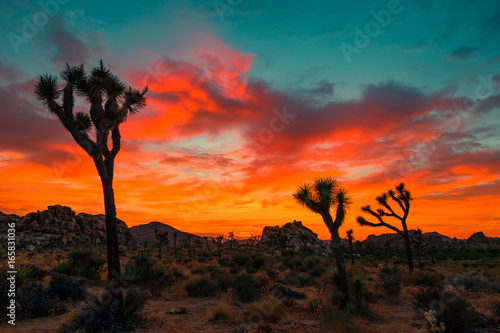 Bild auf Leinwand Fiery Joshua Tree Sunset - inspiring nature of California