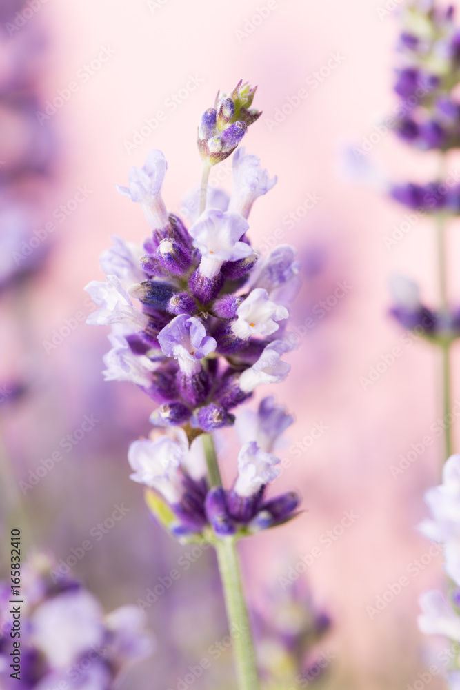 Obraz premium Lavender flowers.