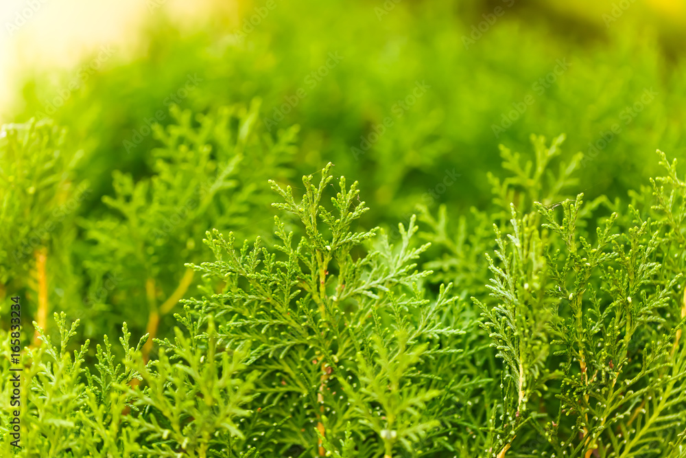 Plants in the tropical park of northern India Plants in the tropical park of northern India