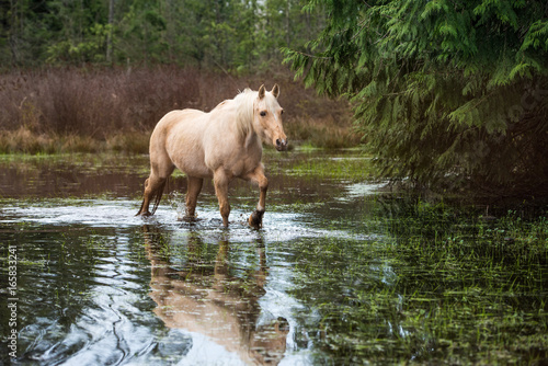 white horse in pond