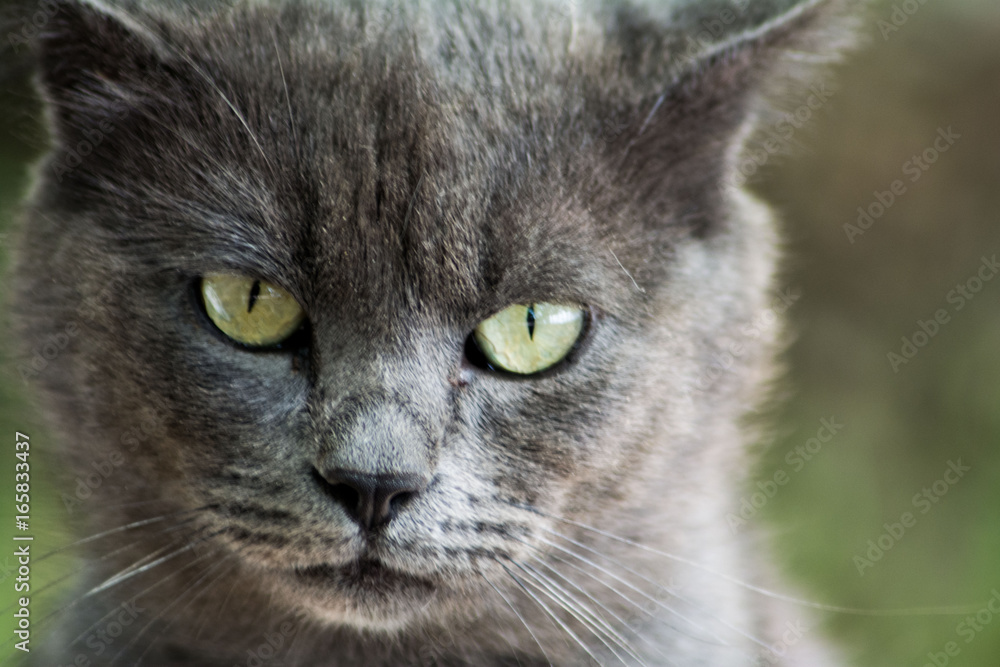 Cat Face Cat Face