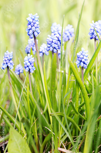 Purple hyacinth flowers on a blurred background of grass. Shallow focus. photo