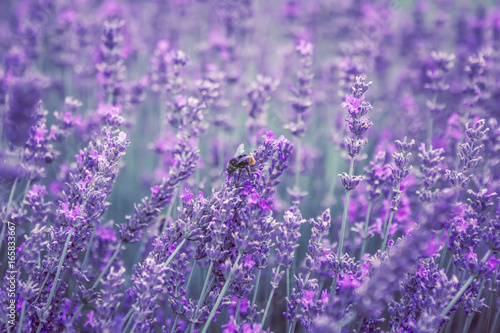 Fototapeta Naklejka Na Ścianę i Meble -  Lavendel Blüten