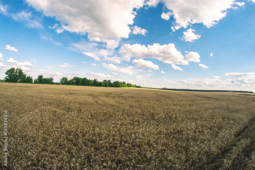 Summer sunny landscape on a fisheye wheat field. Summer sunny landscape on a fisheye wheat field.