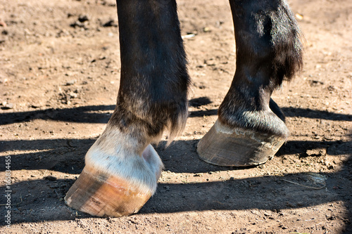 Fototapeta Naklejka Na Ścianę i Meble -  Horse hooves