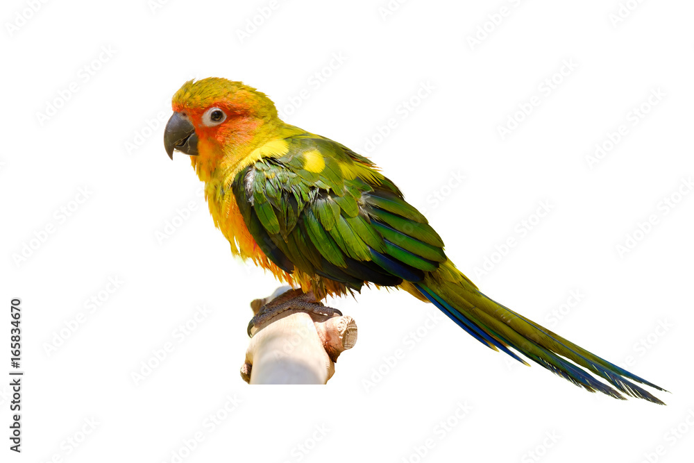 Fototapeta premium The parrot on branch.
