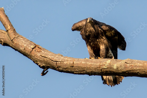 Young Eaglet on Branch Closeup