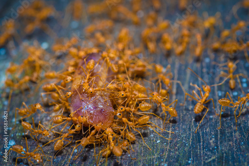 group red ants walking on the tree and table to success  teamwork concept