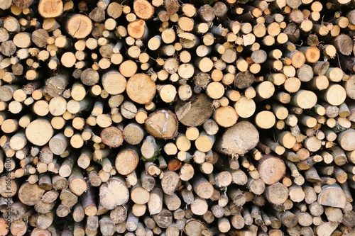 Textured background of cut timber logs