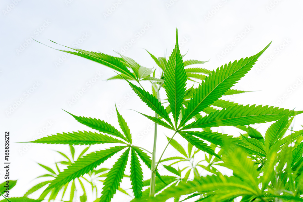 Young cannabis plant marijuana plant detail under sun ant view