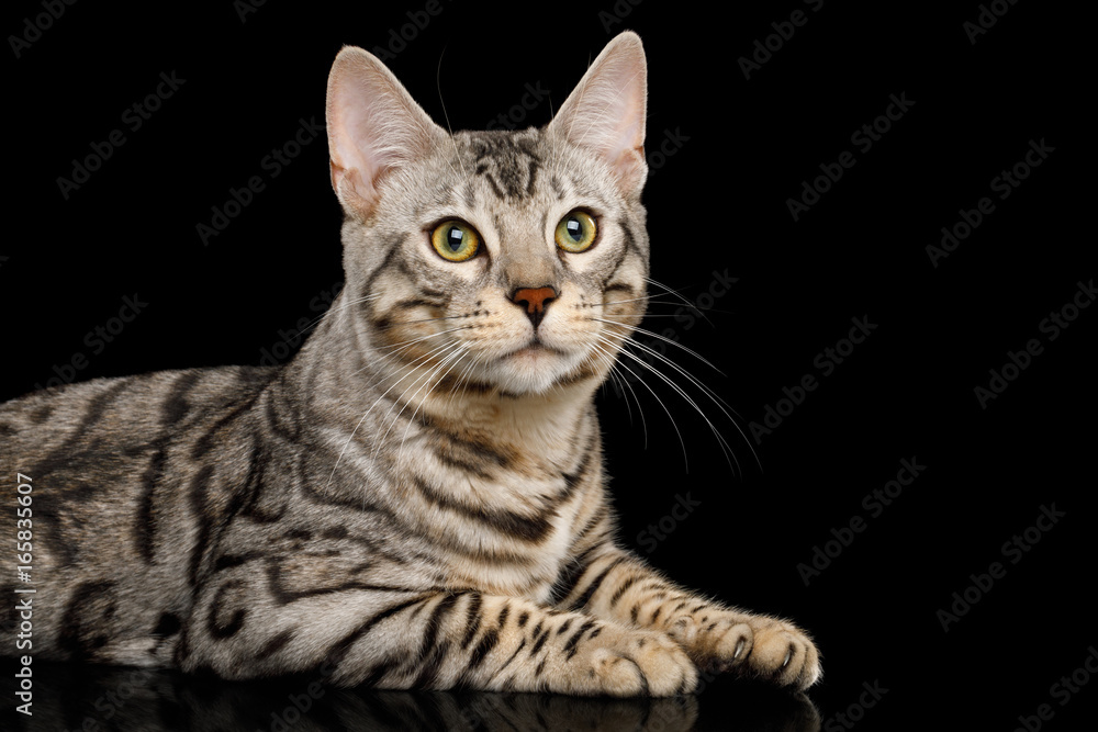Fototapeta premium Close-up Bengal Cat, śnieg Futro z rozetą, leżąc na na białym tle na czarnym tle
