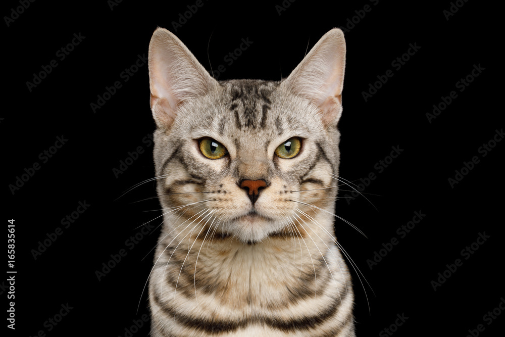 Portrait of Angry Bengal Cat, snow Fur with rosette, frowning eyes on isolated on Black Background, Front view