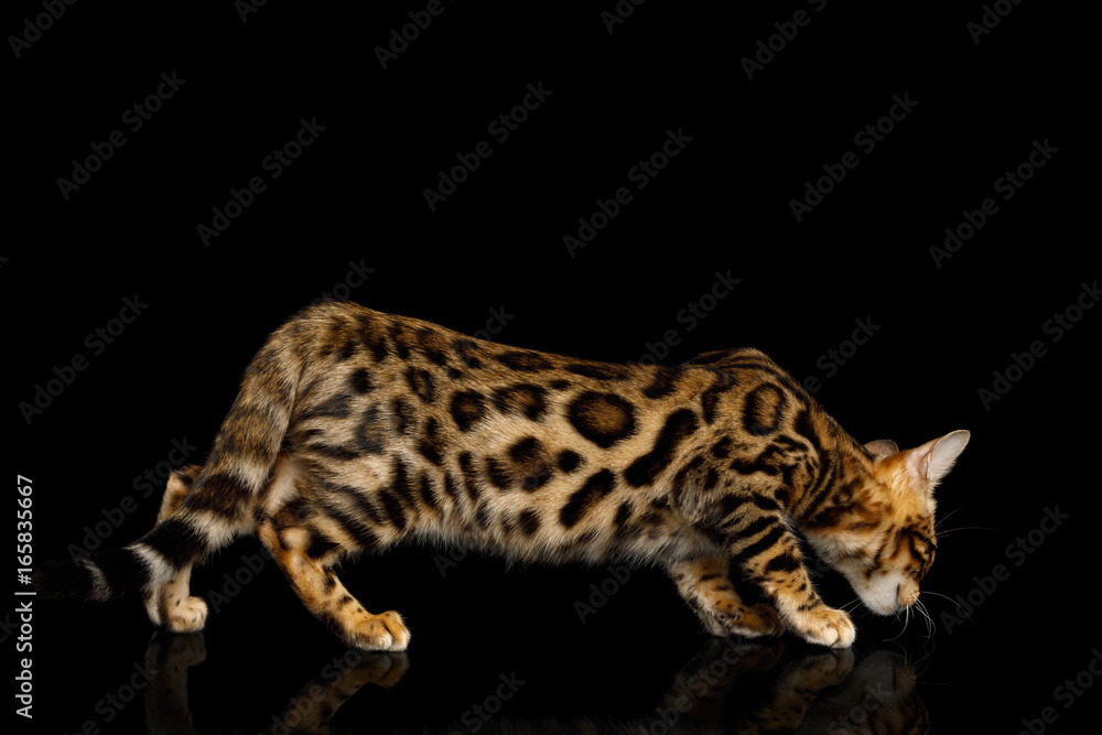 Obraz premium Playful Bengal Kitten, gold Fur with rosette, Crouching on isolated on Black Background with reflection