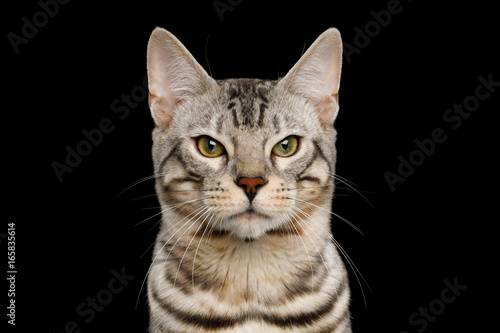 Fototapeta Naklejka Na Ścianę i Meble -  Portrait of Angry Bengal Cat, snow Fur with rosette, frowning eyes on isolated on Black Background, Front view