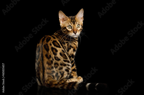 Bengal Kitten, gold Fur with rosette, Sitting and Looking back on isolated on Black Background with reflection
