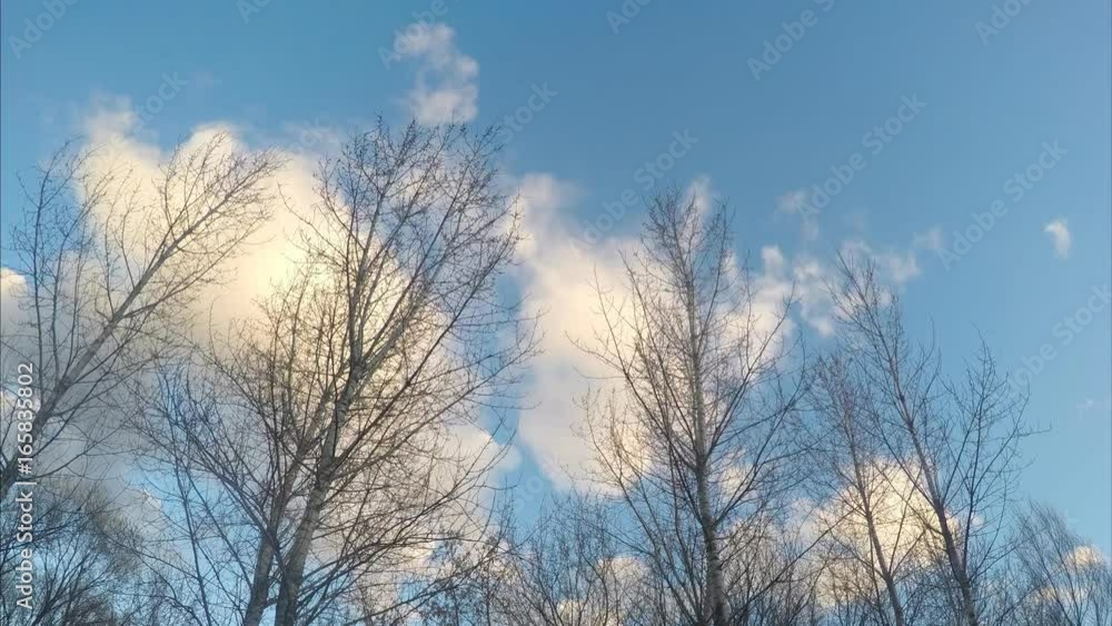Trees Without Leaves And Clouds in spring Timelapse Trees Without Leaves And Clouds in spring Timelapse