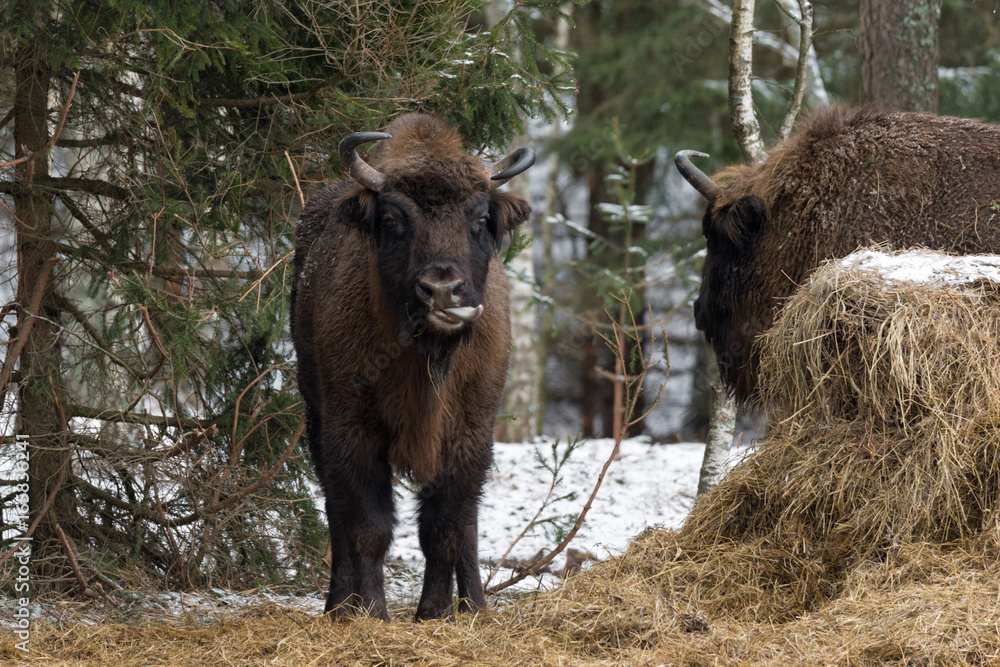 Fototapeta premium European Bison (Aurochs, Bison Bonasus ) Licks Itself With Tongue. European Bison ( Wisent ) With Its Tongue Hanging Out Stands Near Haystack And Looks At You. Belarus Wildlife Landscape