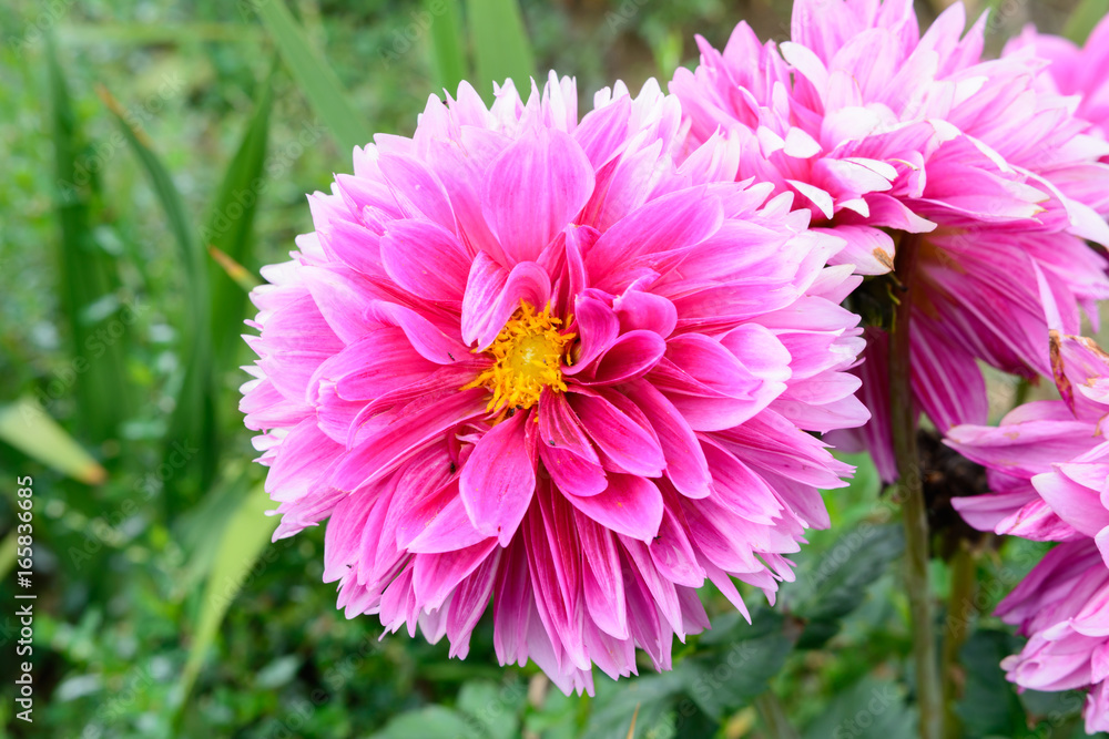 Fototapeta premium Schöne Blüte in lila von einer Pfingstrose