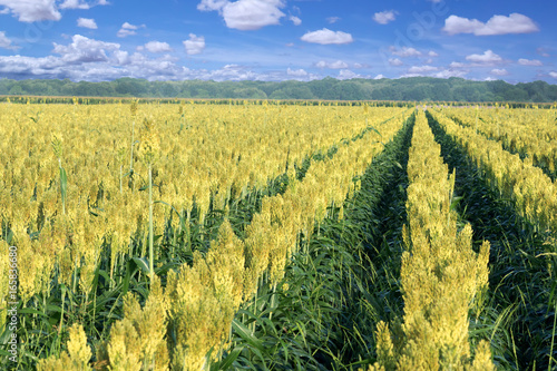 A plant of sorghum. Blooming Rows