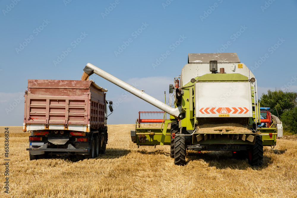 Fototapeta premium Combine harvester unloading wheat grain into trucks trailer on a bright summer day