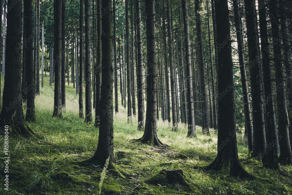 Dunkle Wald Landschaft Dunkle Wald Landschaft