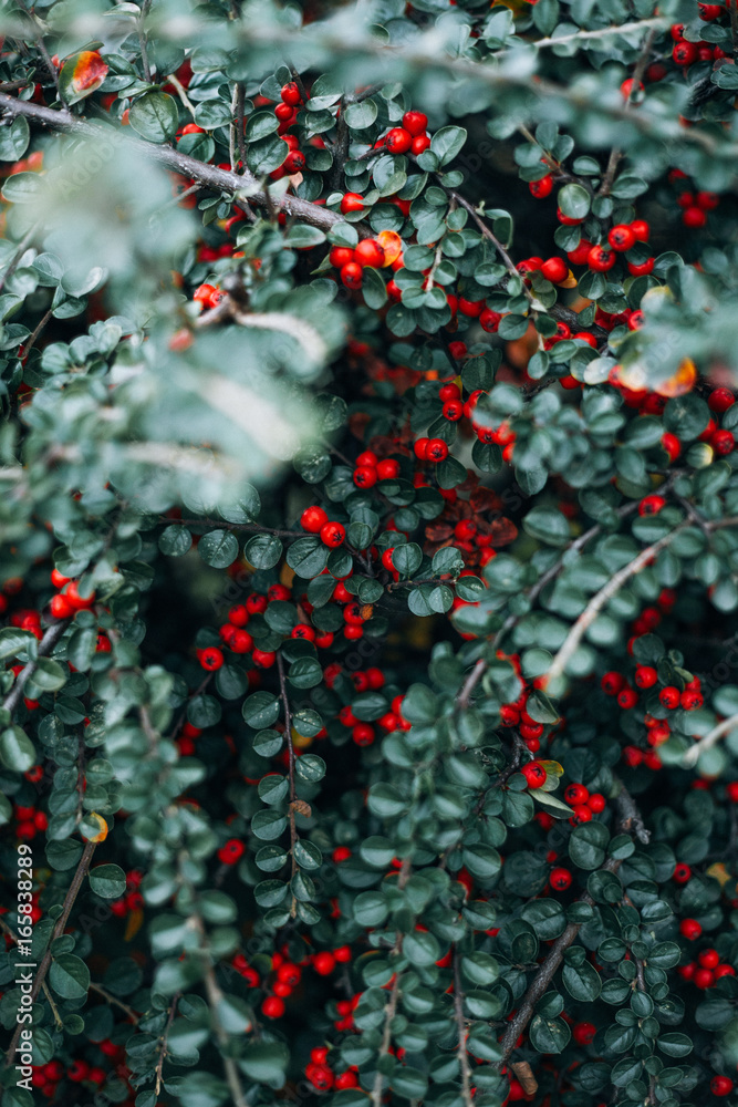 Berries in autumn Berries in autumn