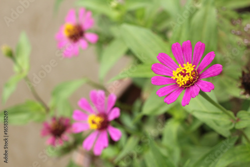 pink cosmos in the garden.