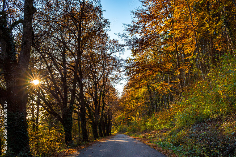 Obraz premium Perfect foliage