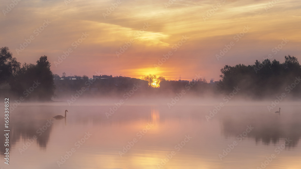 Fototapeta premium Swans resting on the Lake at Dawn