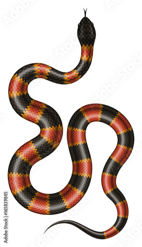 Coral snake vector illustration. Isolated tropical serpent on white background.