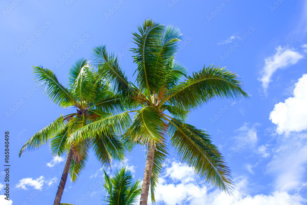 Palm trees on blue sky backgound Palm trees on blue sky backgound