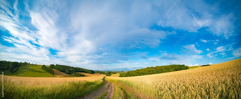 Panorama of wheat field in the morning in Kansas - obrazy, fototapety, plakaty 