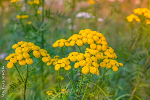 Tansy flower on green natural background