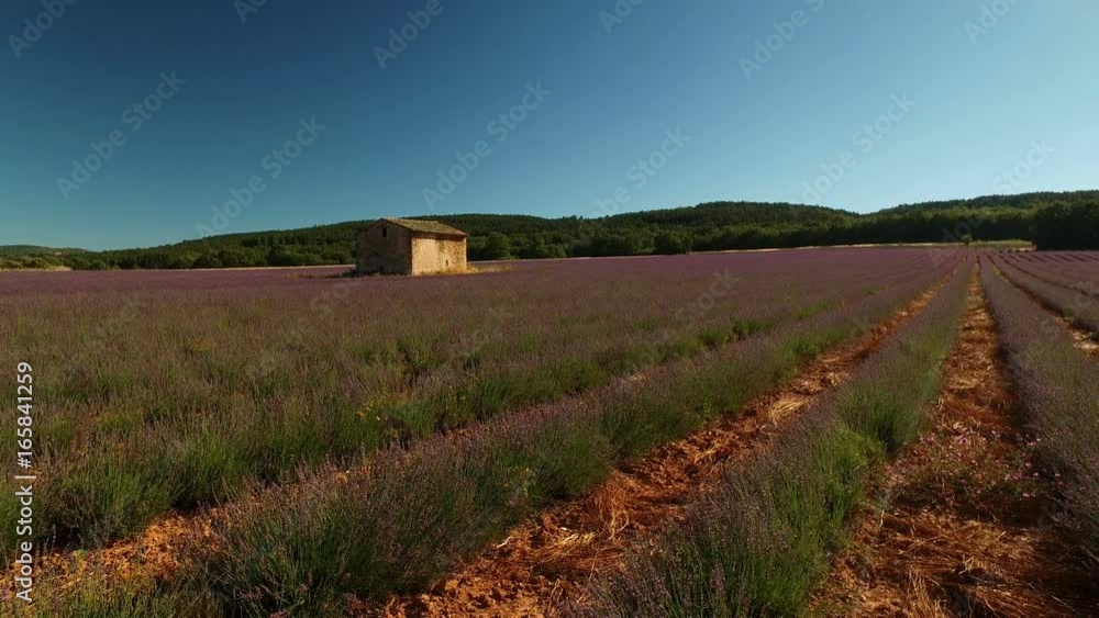 fields of blooming lavender flowers in Provence, France
