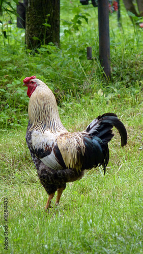 Stolzer Hahn in Maramures in Rumänien photo