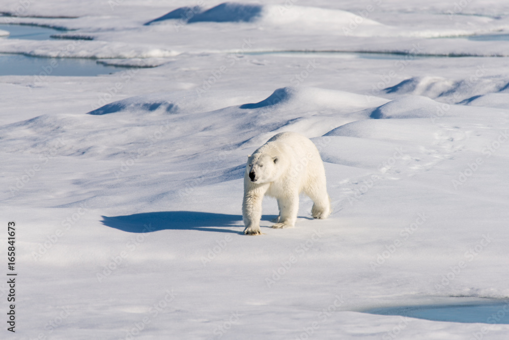 Polar bear on the pack ice Polar bear on the pack ice