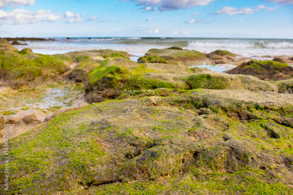 The rocks on the seashore are covered with algae at low tide