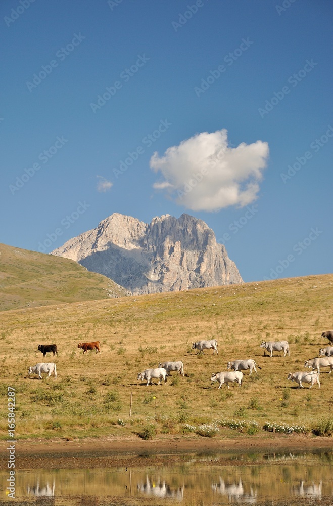 Mucche al pascolo - Piana di Campo Imperatore - Gran Sasso - Corno Grande - L'Aquila, Abruzzo - Italia