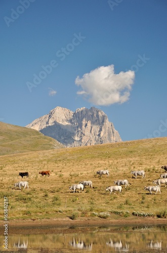 Mucche al pascolo - Piana di Campo Imperatore - Gran Sasso - Corno Grande - L'Aquila, Abruzzo - Italia