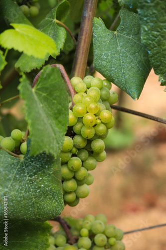 green grapes on vineyard
