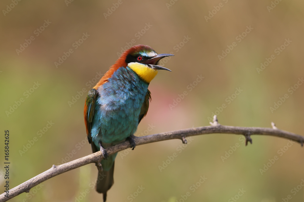 Bee eater on the branch