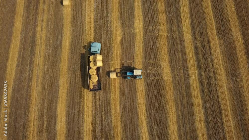 Aerial: Tractor loading hay bales on the trailer. Cylindrical bundle of hay. Agriculture machine at work Aerial: Tractor loading hay bales on the trailer. Cylindrical bundle of hay. Agriculture machine at work