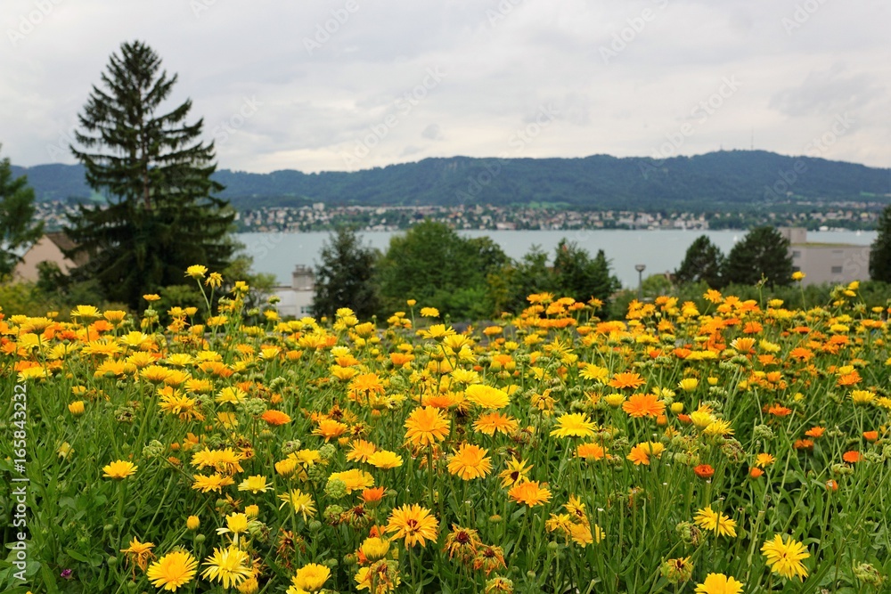 Blumenwiese in Zollikon in der Schweiz